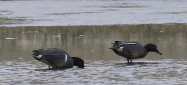 American (left) and Eurasian Green-winged Teal, Clam Lagoon, May 22, 2013