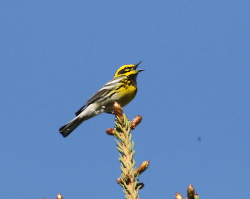 Townsend's Warbler, Arctic Valley Road, Anchorage, May 15, 2016