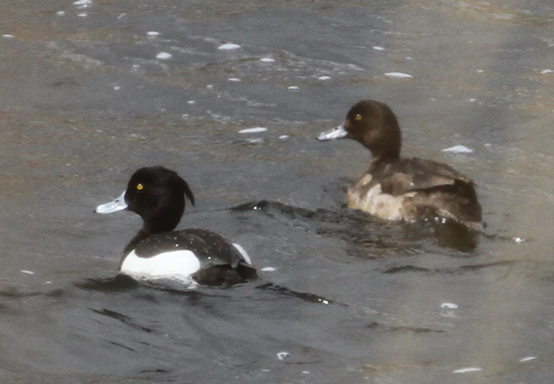 Tufted Duck and Greater Scaup, Shotgun Lake, May 27, 2015