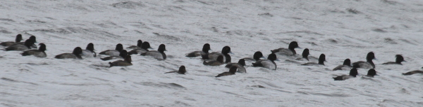 Tufted Ducks (fourth from the left and second from the right) with Greater Scaup, Lake Shirley, Sept 18, 2014.