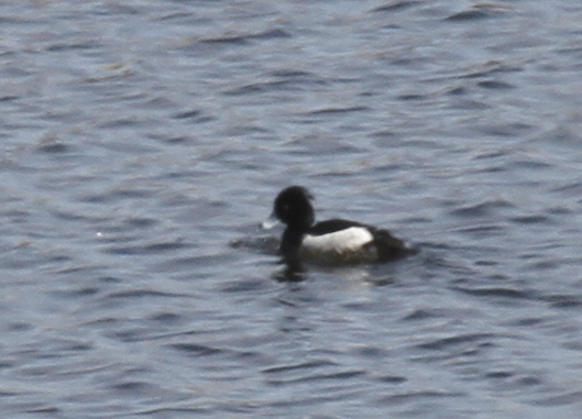 Tufted Duck, Airport Pond, May 16, 2014