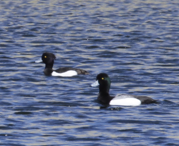 Tufted Duck and Greater Scaup, near Zeto Point, May 21, 2014.