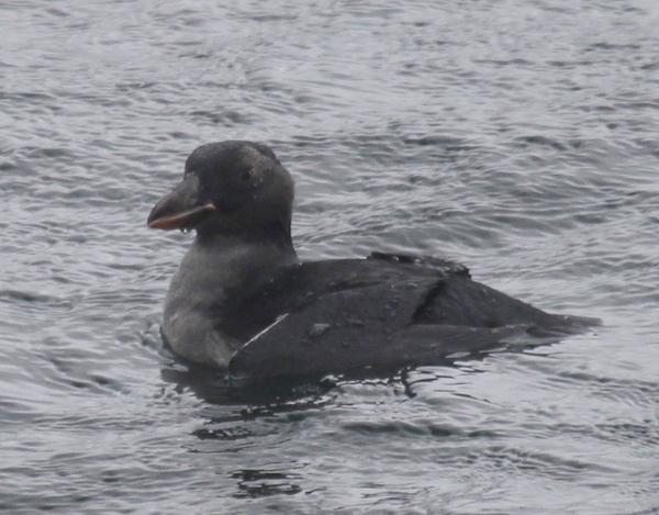 Juvenile Tufted Puffin, Sweeper Cove, Sept 7, 2013.
