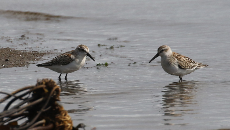 Western Sandpipers, Clam Lagoon, Sept 11, 2016