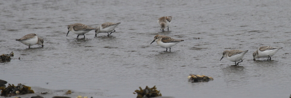 Western Sandpipers, Clam Lagoon, Sept 7, 2013.