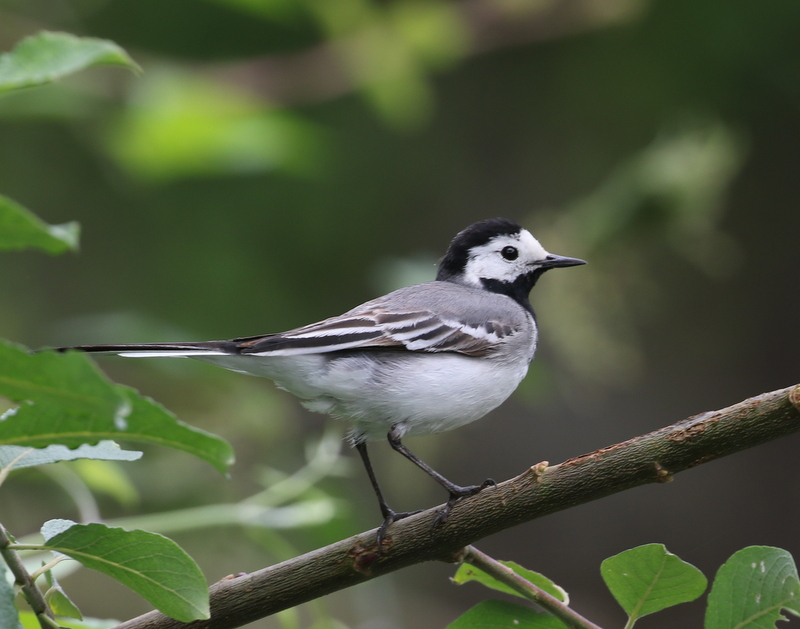 White Wagtail, La Sauge Nature Center, June 18, 2016