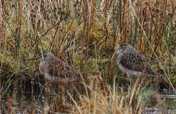 Wood Sandpipers, Contractor's Camp Marsh, May 18, 2015
