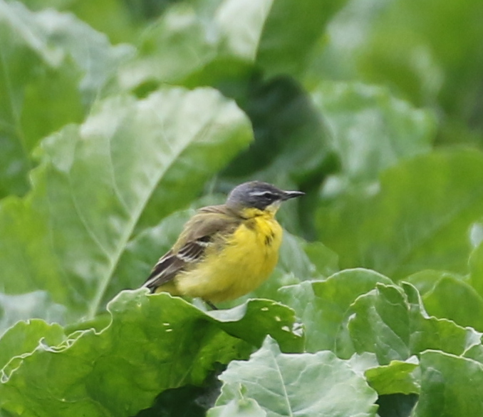Yellow Wagtail, Chavornay, June 19, 2016